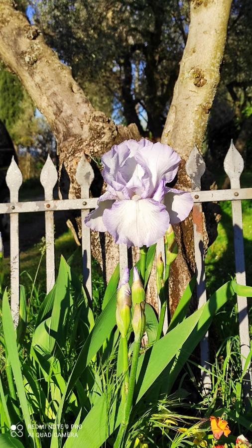 B&B La Casina Di Iris Arezzo Kültér fotó