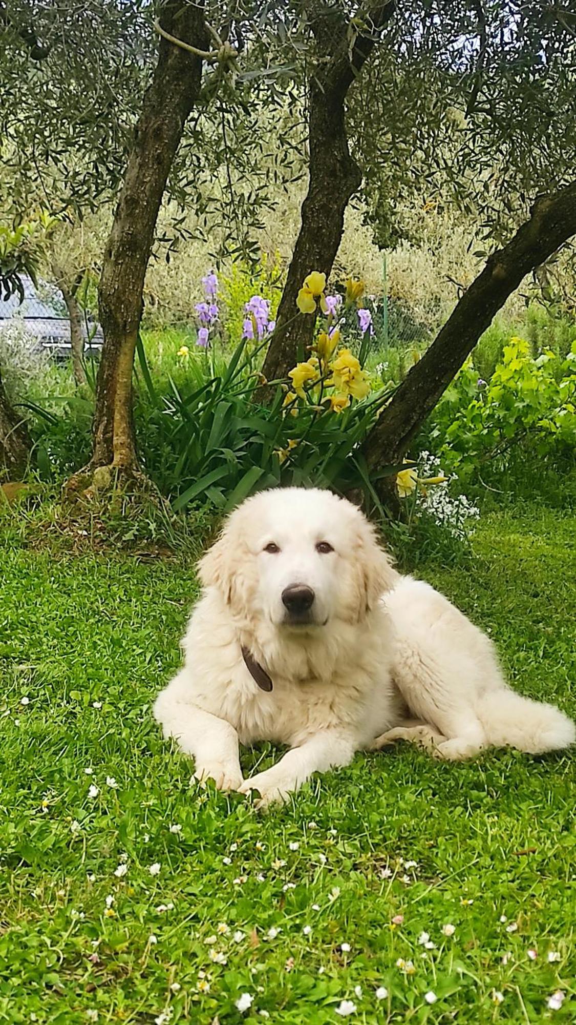 B&B La Casina Di Iris Arezzo Kültér fotó